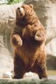 Brown bear rearing.jpg