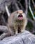 Angrymarmot.jpg
