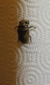 Cicada molting animated-2.gif