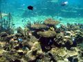 Australian coral sealife.jpg