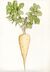 Parsnip.jpg