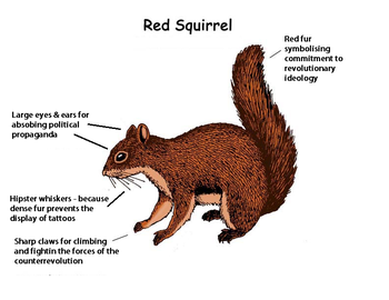 Red squirrelc.png