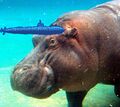 Hippo fat.jpg