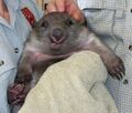 Happywombat.jpg
