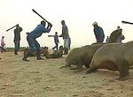 SealClubbingYoung.jpg
