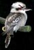 Evilkookaburra.jpg