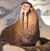 Paulwalrus.jpg