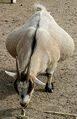 Pregnant goat.jpg