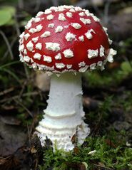 Category:Mushrooms - Uncyclopedia, the content-free encyclopedia