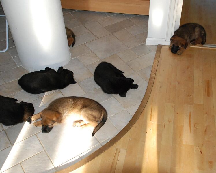 File:Luvvy's Puppies.JPG