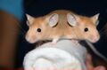 Two-Headed-Mouse.jpg