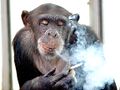 Chimp smoking.jpg