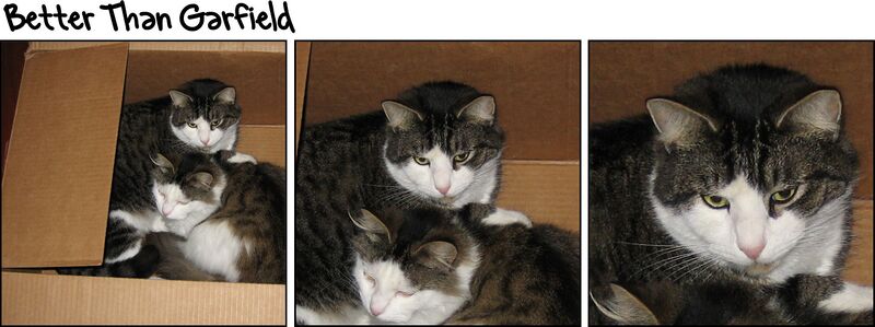 File:Better than garfield.jpg