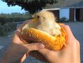 Chicken Burger.jpg