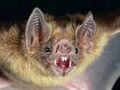 Vampire bat.jpg
