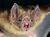 Vampire bat.jpg