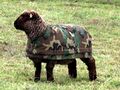 Army Sheep.jpg