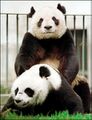 Panda sex(guess).jpg