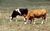 2cows.jpg