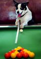 Dog snooker.jpg