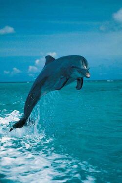 Dolphin Jumping.jpg