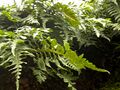 Fern1.jpg