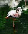 FlamingoOneLeg.jpg