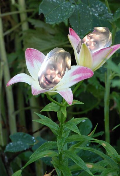 File:Kalle Lilja.jpg