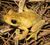 Tylertreefrog.jpg