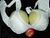 Bra with melons and apple.jpg