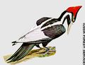 Ivory Billed Woodpecker.jpg
