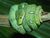 MGS3Snake.jpg