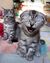 Laughing Cat.jpg