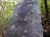 Tsunami stone.jpg
