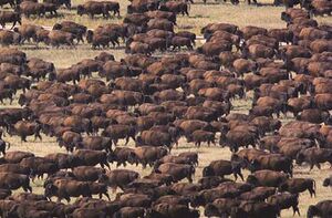 Buffalo herd.jpg