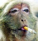 Smoking monkey.jpg