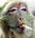 Smoking monkey.jpg