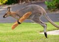 Wallaby with baguette.jpg