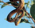 Brown tree snake.jpg