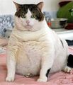 Fat-cat-712938.jpg