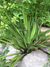 Yucca rupicola.jpg