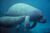 Manatee.jpg