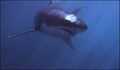 2541823835-killer-shark-dismissed-red-herring.jpg