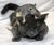Cat and mouse.jpg