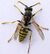 Waspy.jpg