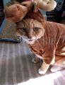 Cat-in-moose-costume.jpg