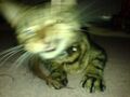 Blurry-cat.jpg