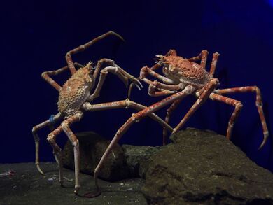 Japanese Spider Crab - Uncyclopedia, the content-free encyclopedia