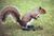 Oldsquirrel.jpg