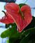 Inflorescence 1 656X800.jpg